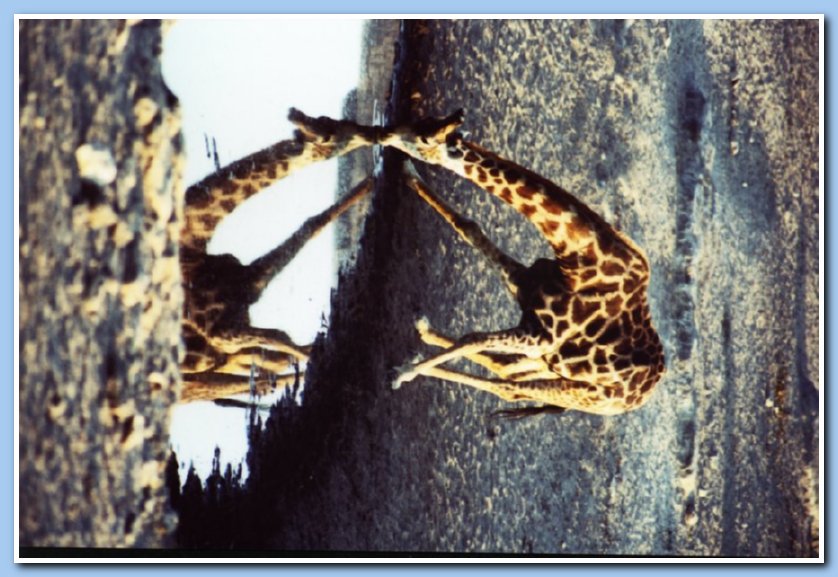 giraffe drinking